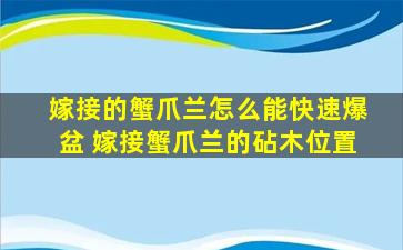 嫁接的蟹爪兰怎么能快速爆盆 嫁接蟹爪兰的砧木位置